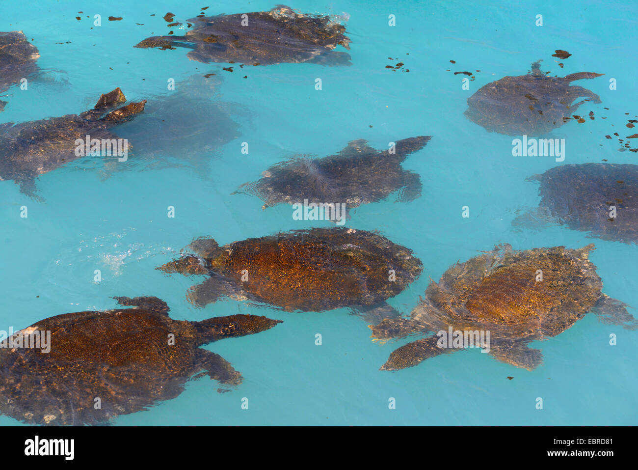 Afrikanische Softshell Schildkröte, Nil Softshell Schildkröte (Trionyx Triunguis), Softshell Schildkröten schwimmen in der Lagune von Dalaman, Lykien, Dalaman, Mugla, Türkei Stockfoto