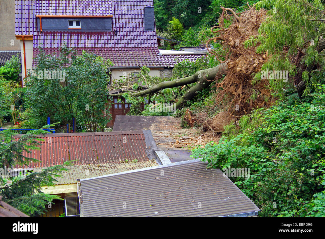 Bergahorn, große Ahorn (Acer Pseudoplatanus), entwurzelte Baum in einem Garten, Sturmtief Ela am 2014-06-09, Essen, Ruhrgebiet, Nordrhein-Westfalen, Deutschland Stockfoto