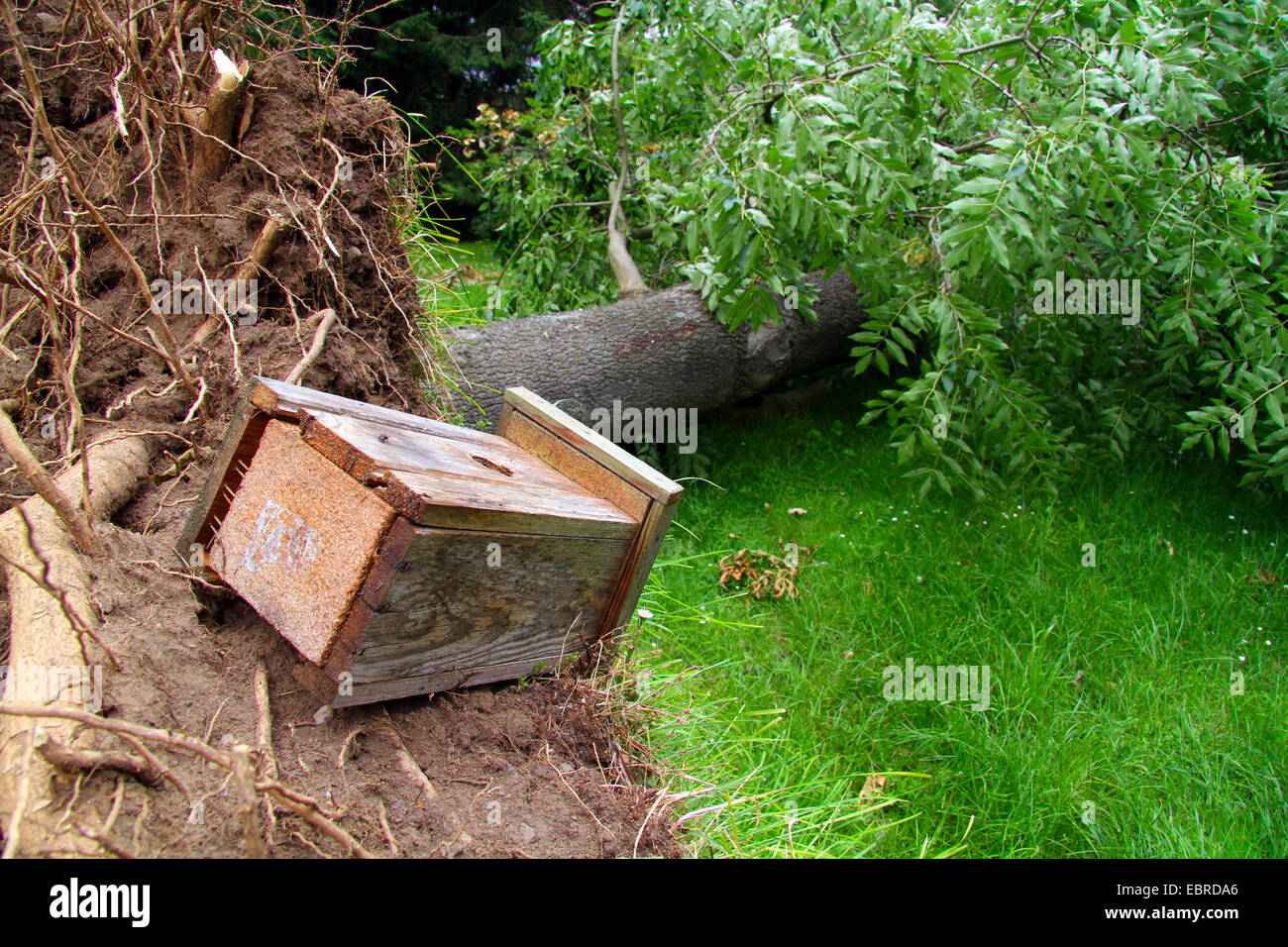 entwurzelte Esche mit Nistkasten, Sturmtief Ela am 2014-06-09, Essen, Ruhrgebiet, Nordrhein-Westfalen, Deutschland Stockfoto