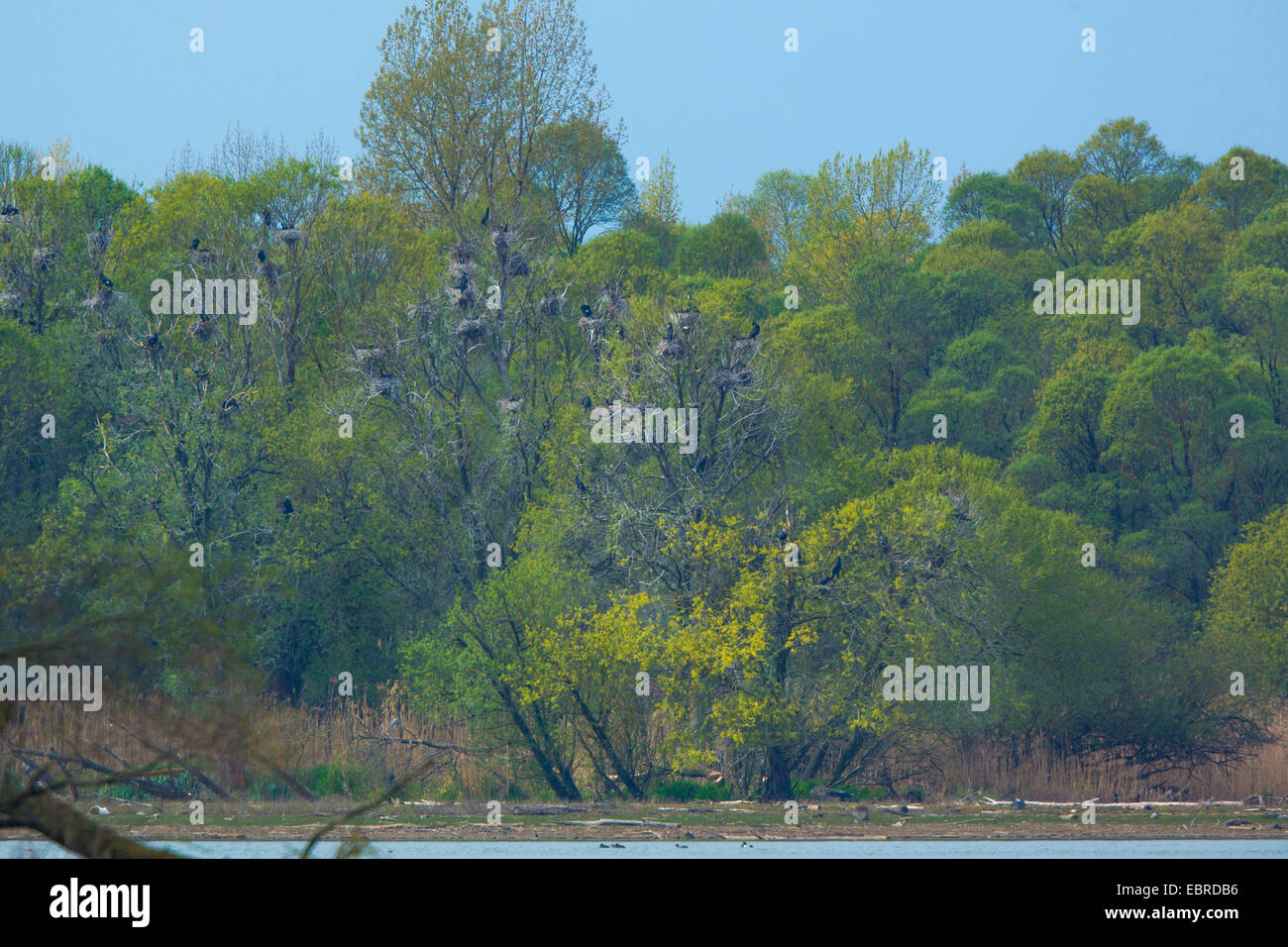 Kormoran (Phalacrocorax Carbo), Verschachtelung Kolonie in einem Überschwemmungsgebiet Wald, Deutschland, Bayern, See Chiemsee Stockfoto