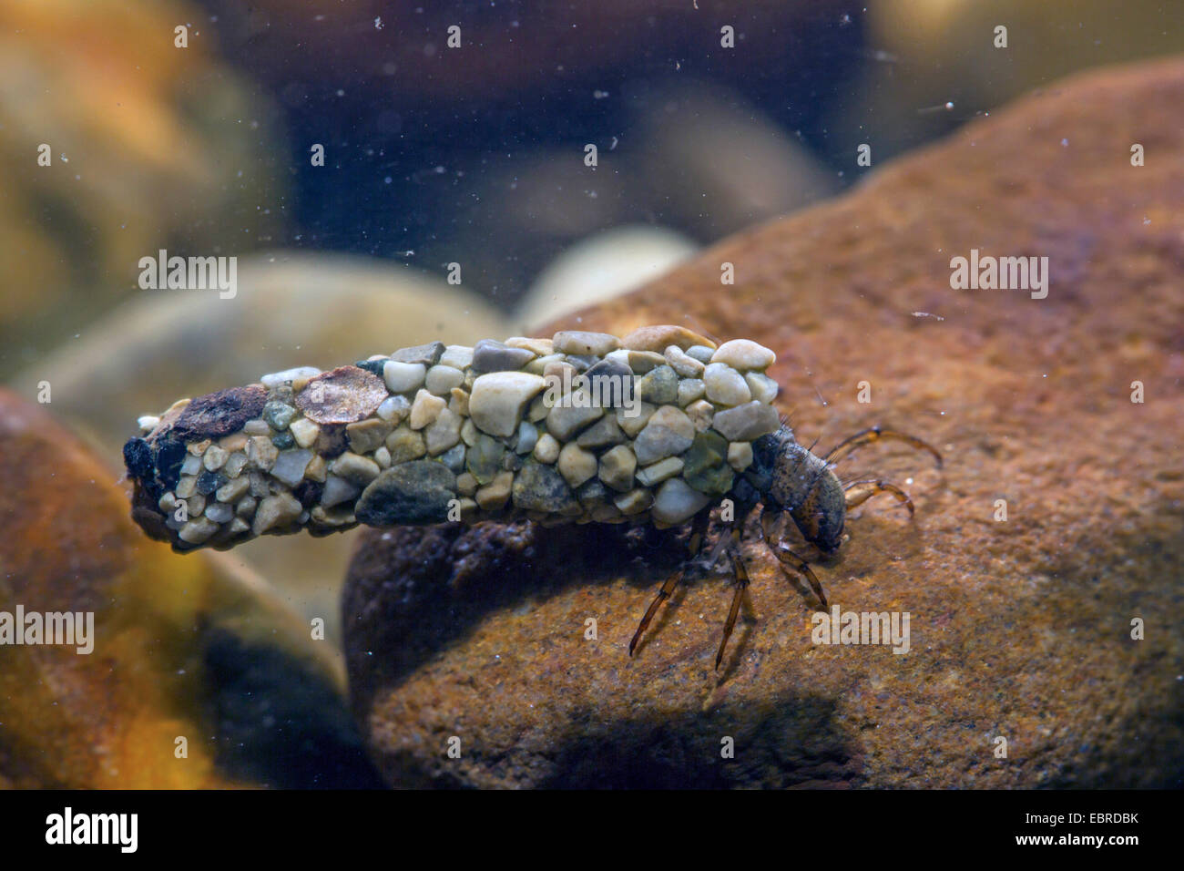 Köcherfliegen (Trichoptera), mit Stein auf Stein, Deutschland, Bayern, Prien Stockfoto