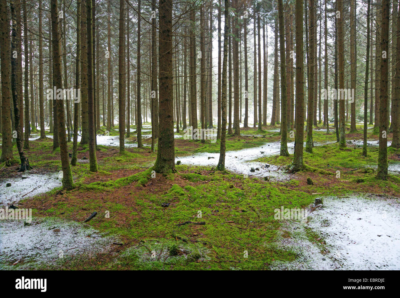 Fichte (Picea spec.), sehen in einem Fichtenwald mit moosigem Waldboden und ein wenig Neuschnee, Oberbayern, Oberbayern, Bayern, Deutschland Stockfoto