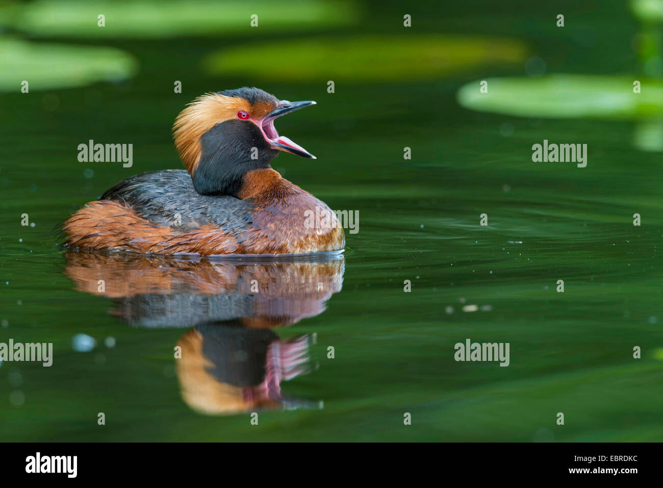 Slawonische Haubentaucher (Podiceps Auritus), schwimmt auf einem See mit Spiegelbild, Norwegen Stockfoto