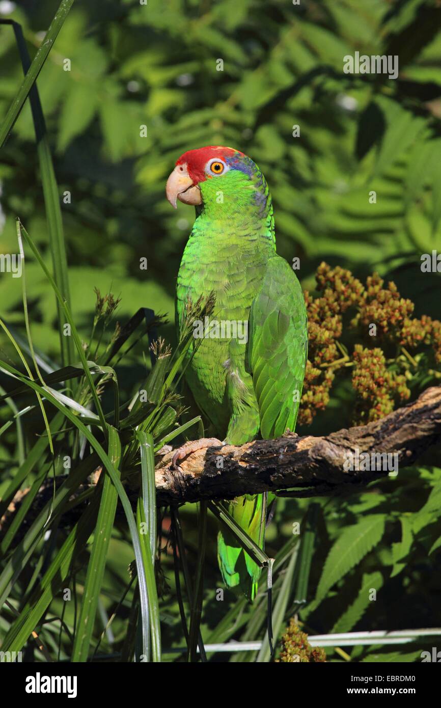 Grün-cheeked Amazonas (Amazona Viridigenalis), sitzt auf einem Ast Stockfoto