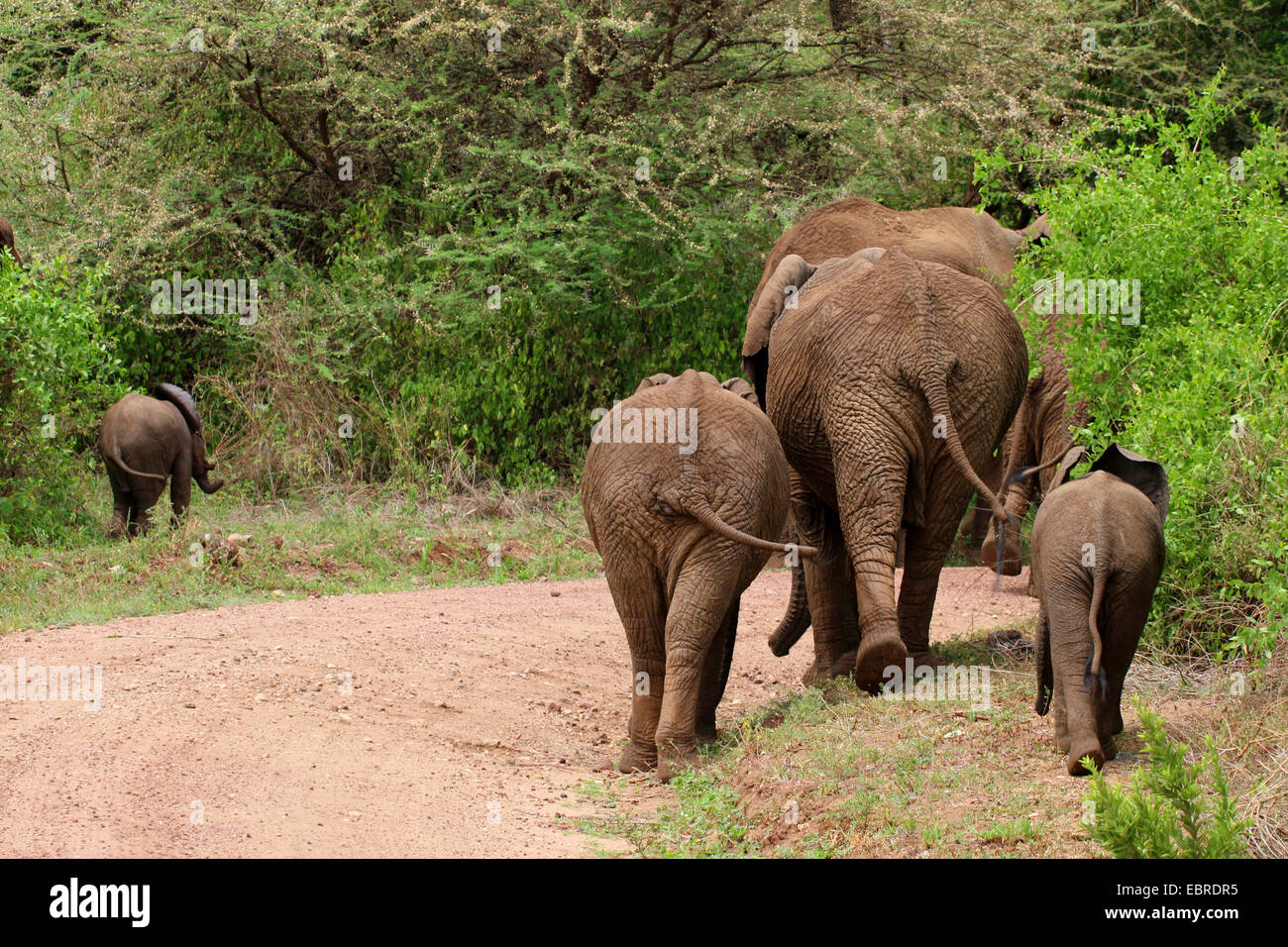 Afrikanischer Elefant (Loxodonta Africana), Gruppe von hinten auf einem Pfad, Elefant mit Jungtieren, Tansania, Serengeti National Park Stockfoto