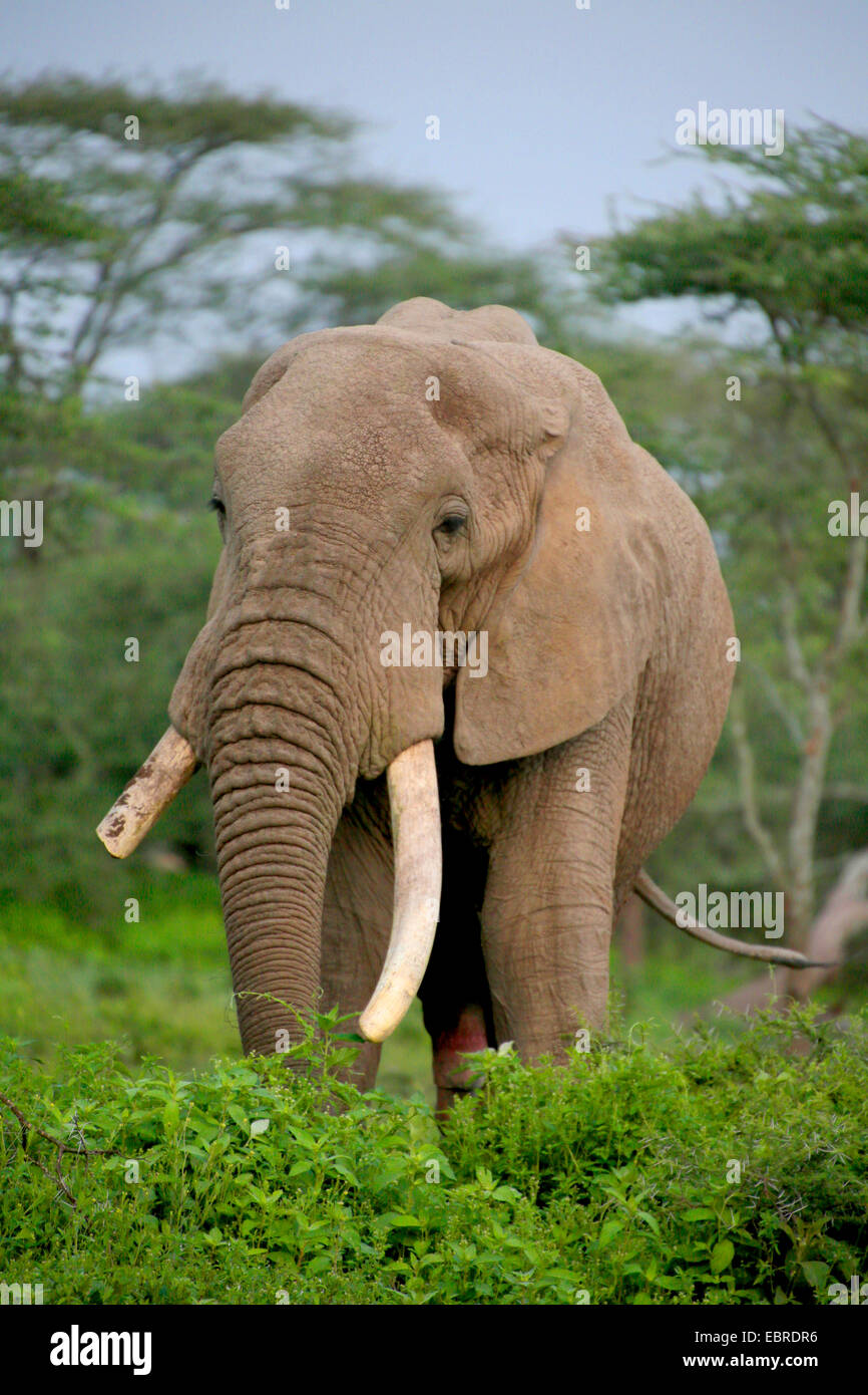 Afrikanischer Elefant (Loxodonta Africana), Elefantenbulle mit gebrochen aus Tusk, Tansania, Serengeti Nationalpark Stockfoto