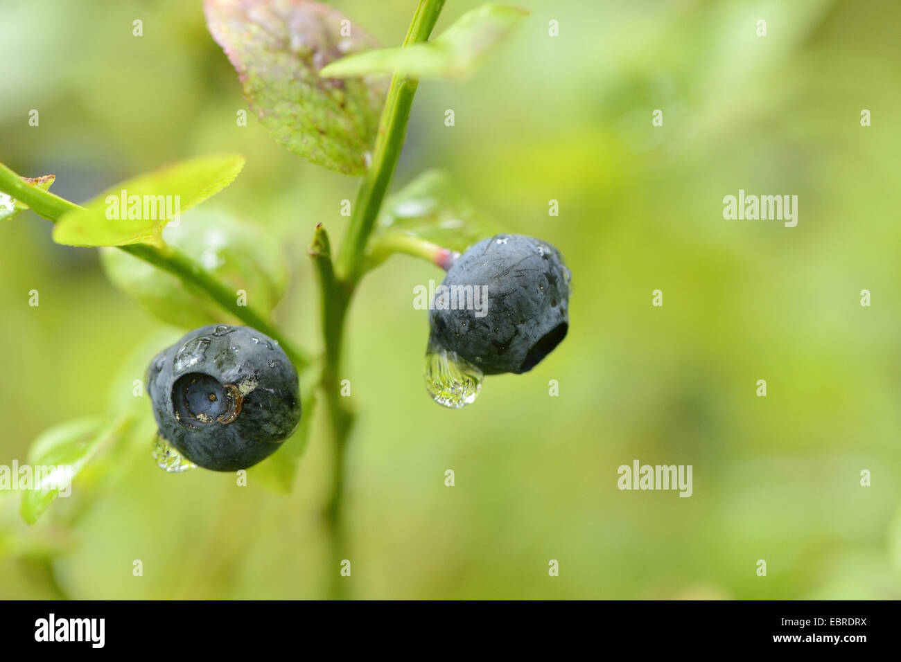 Zwerg, Heidelbeere, Heidelbeere, Huckleberry, niedrige Blaubeeren (Vaccinium Myrtillus), Reife Blaubeeren in Regen, Deutschland, Bayern Stockfoto