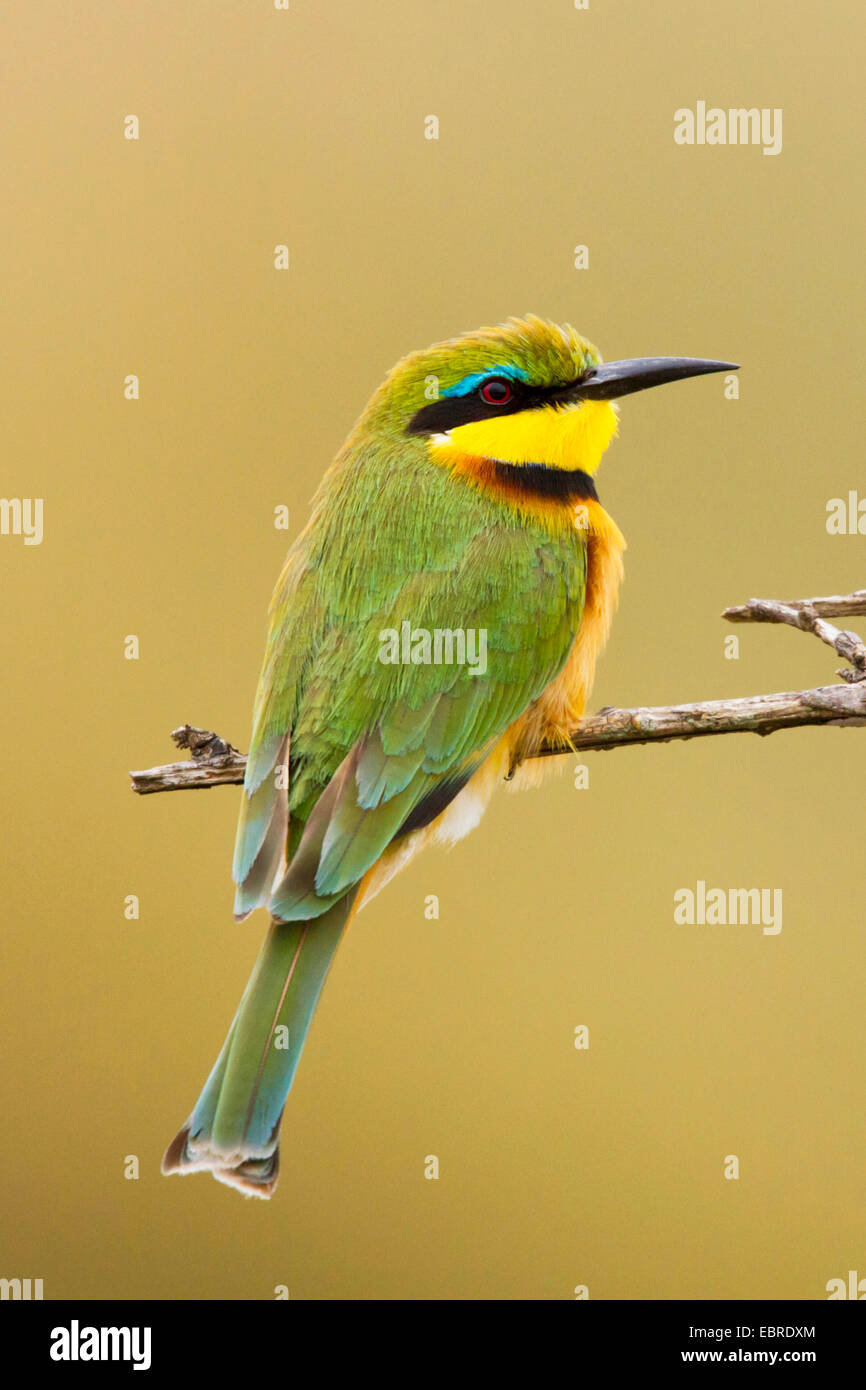 kleine Biene-Esser (Merops percivali), sitzt auf einem Ast, Kenia, Masai Mara Nationalpark Stockfoto