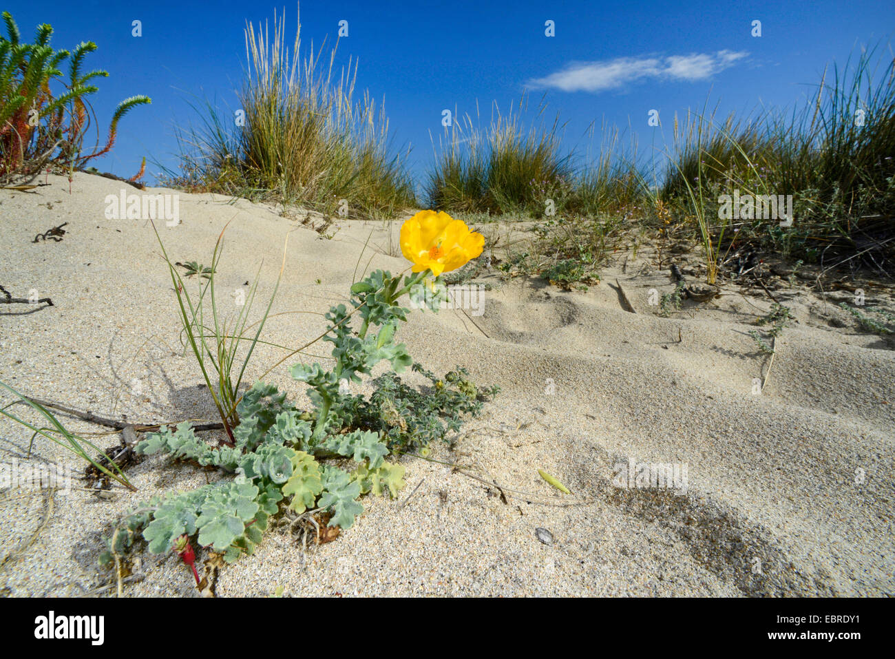 Gelben gehörnten - Mohn, gehörnten Mohn (Glaucium flavum), blühen auf einer Düne, Frankreich, Korsika, Portigliolo, BelvÚdÞre-Campomoro Stockfoto