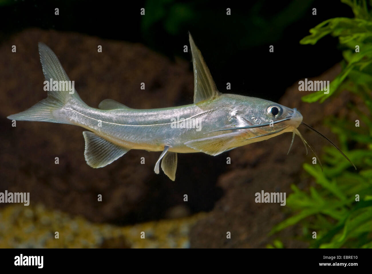 Zwerg-Hai (Ariopsis Seemanni), Schwimmen Stockfoto