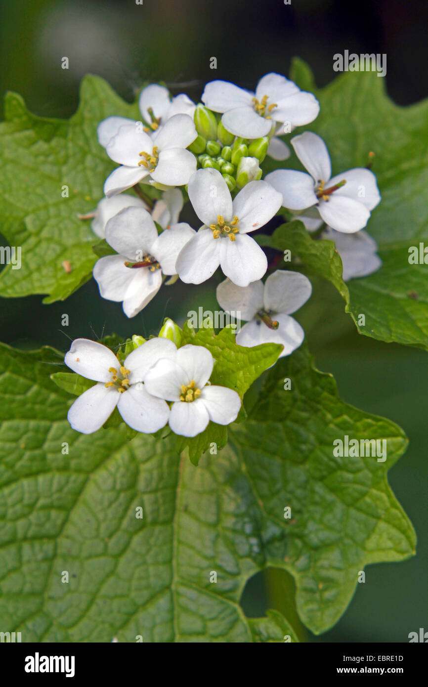 Knoblauchsrauke, Hedge Knoblauch, Jack-von-der-Hecke (Alliaria Petiolata), Blumen, Deutschland Stockfoto