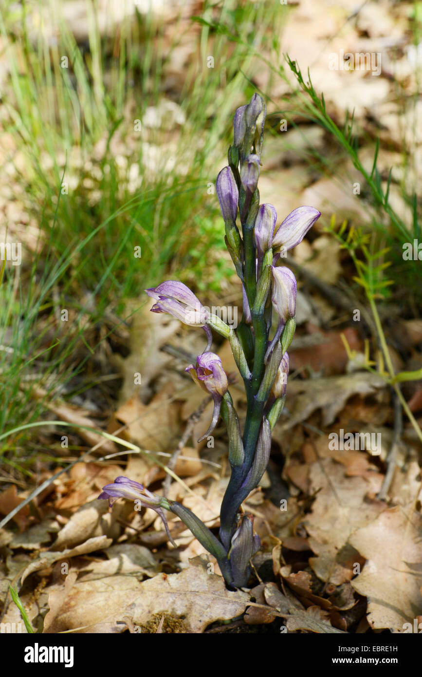 verkrüppelt Limodorum (Limodorum Abortivum), kurz vor Blüte, Bulgarien, Pirin-Gebirge, Melnik Stockfoto