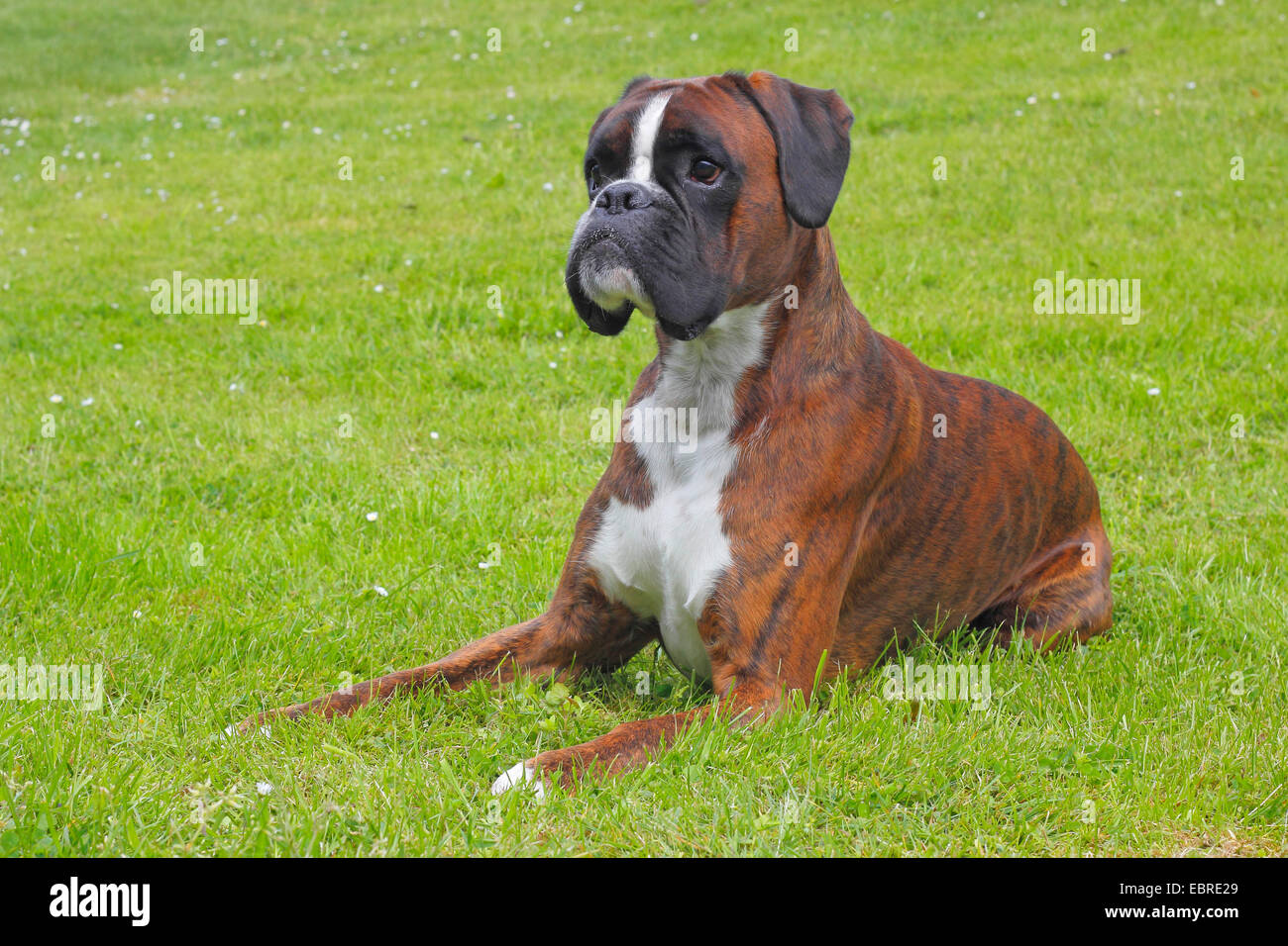 Deutscher Boxer (Canis Lupus F. Familiaris), zwei Jahre alte deutsche Boxer  liegt auf einer Wiese, Deutschland Stockfotografie - Alamy