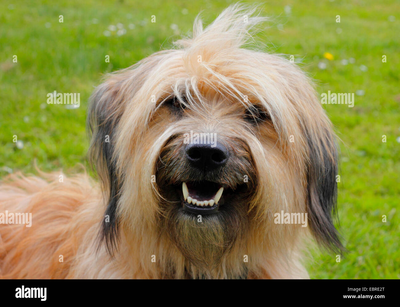 Catalan Sheepdog (Canis Lupus F. Familiaris), drei Jahre alten weiblichen auf einer Wiese, Deutschland Stockfoto