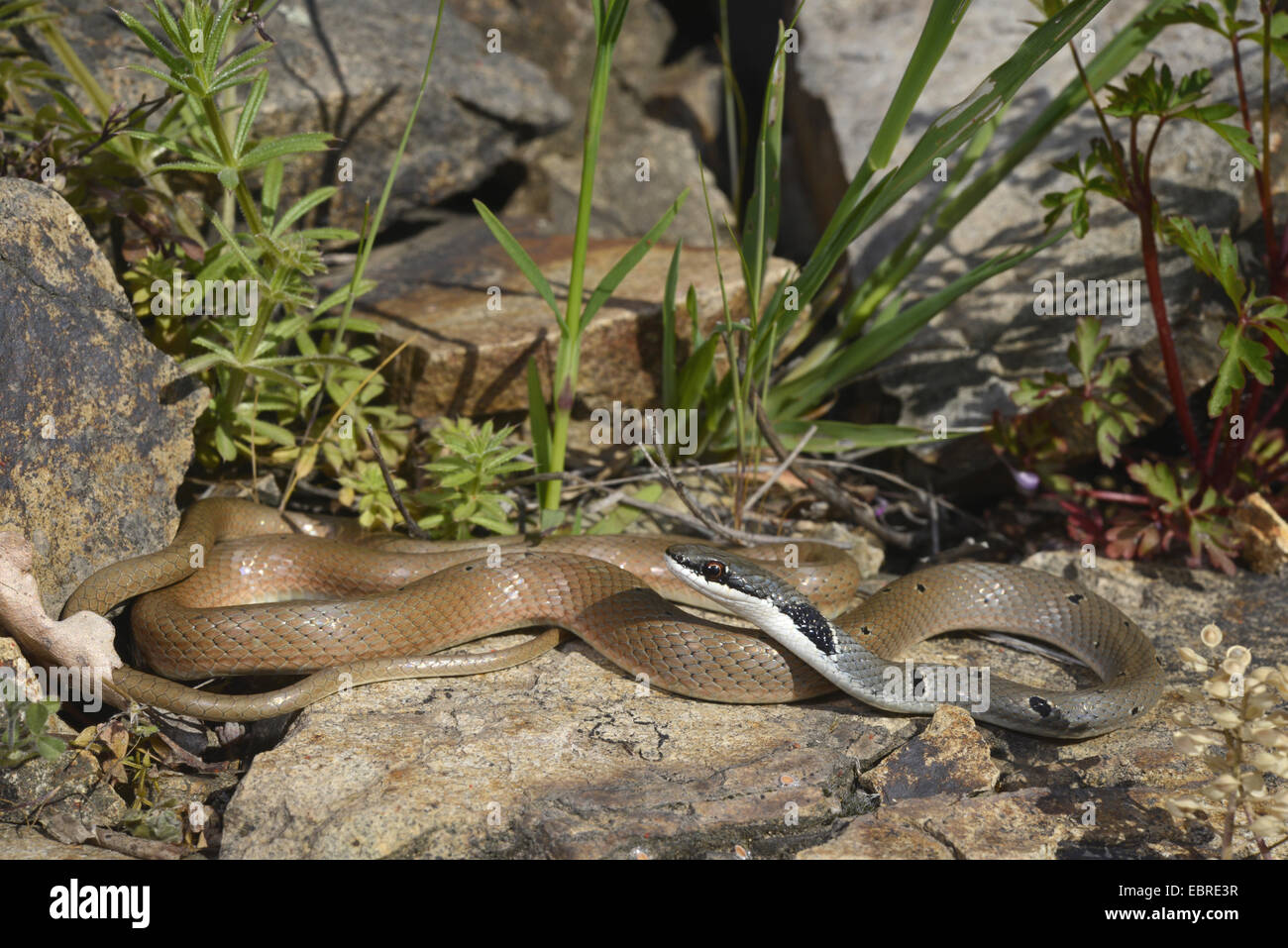 Rotflügel Zwerg Racer, Rote Peitsche Schlange (Platyceps Collaris, Coluber Rubriceps), Wicklung über Steinen, Bulgarien, Biosphaerenreservat Ropotamo Stockfoto