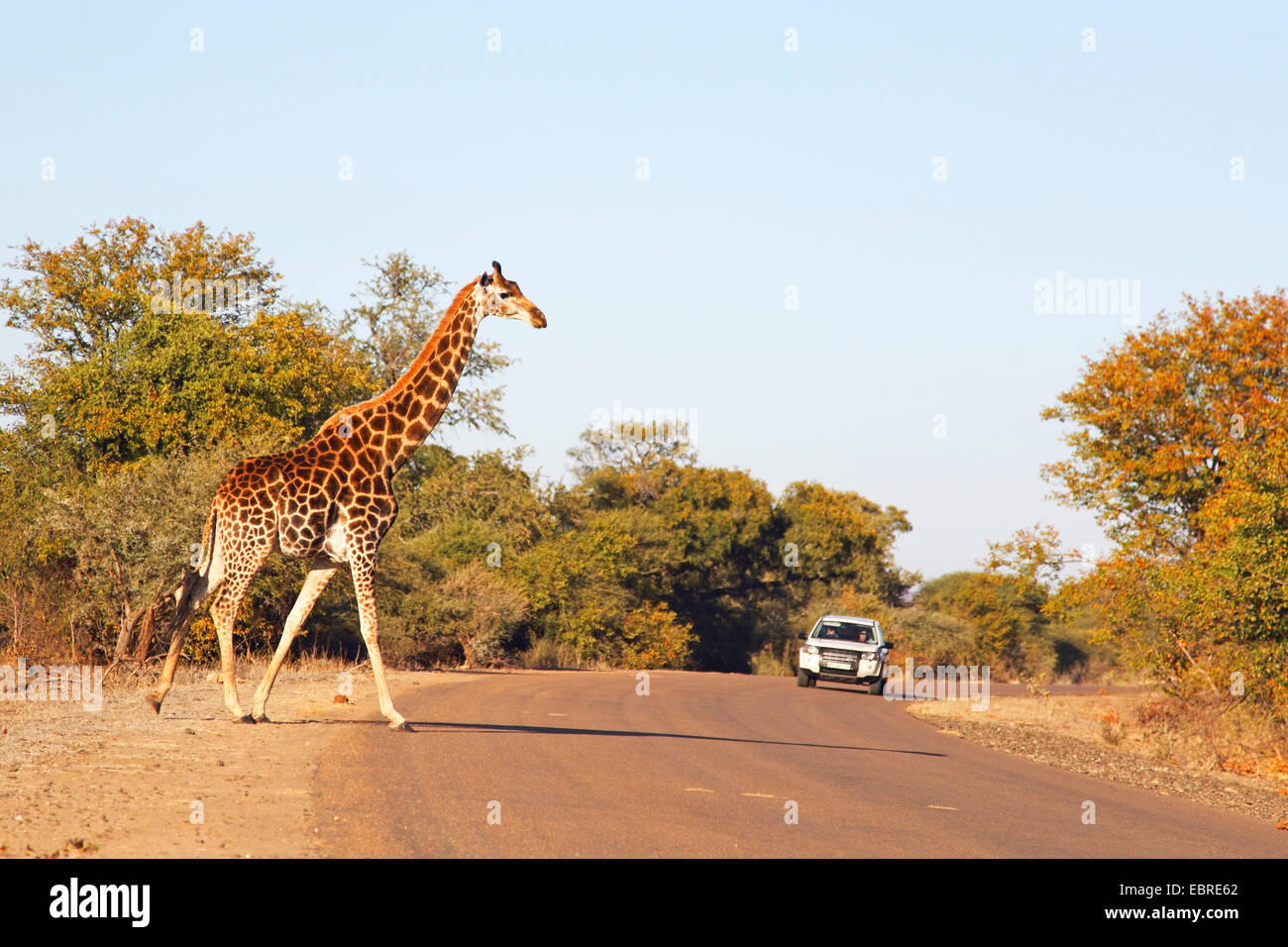 Giraffe (Giraffa Plancius), überqueren einer befahrenen Straße, Südafrika, North West Province, Pilanesberg Nationalpark Stockfoto