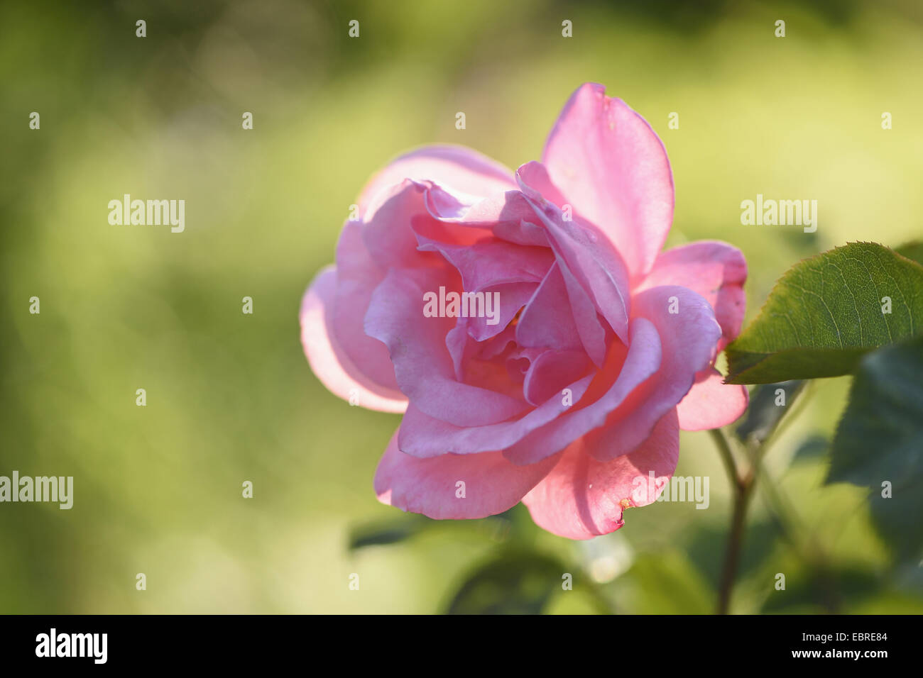 Rose (Rosa spec.), rosa Rosen bei Gegenlicht Stockfoto