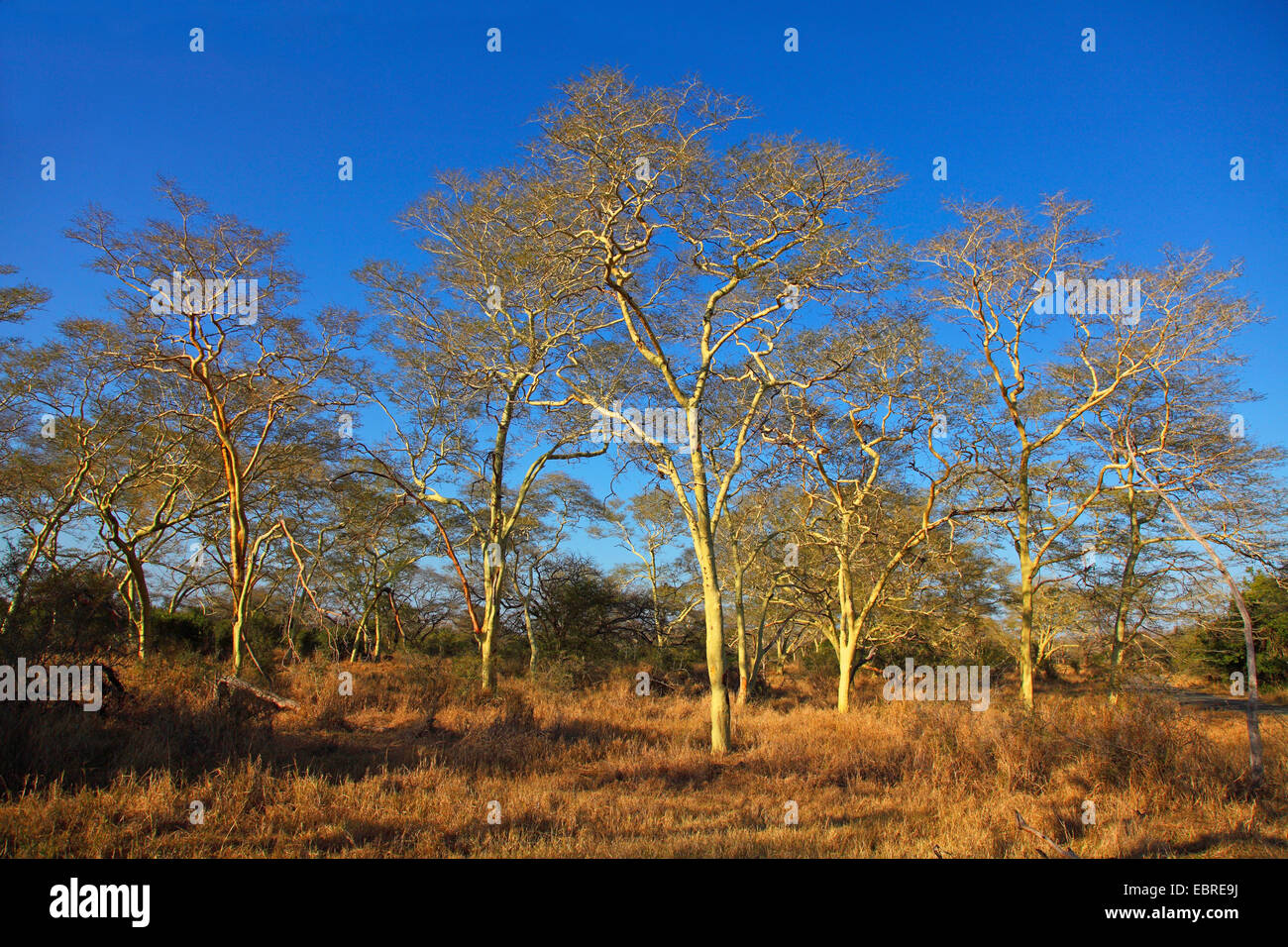 Fieber-Baum Akazie, Fieber Baum (Acacia Xanthophloea), Gruppe der Feverr-Baum Akazie im Abendlicht, Südafrika, Mkuzi Game Reserve Stockfoto