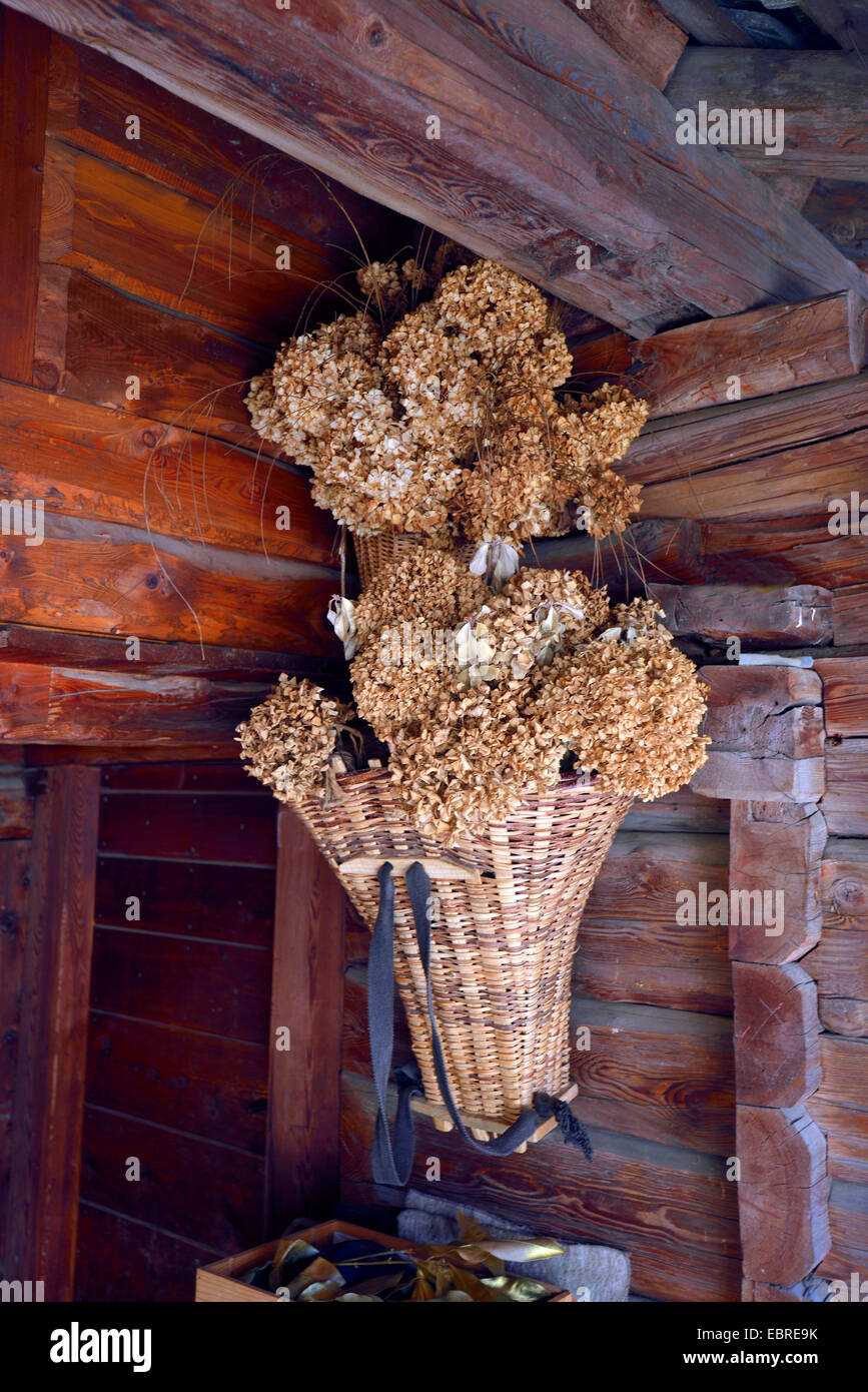 Körbe mit getrockneten Blüten in einem Walser House, Italien, Piemont, Alagna Stockfoto