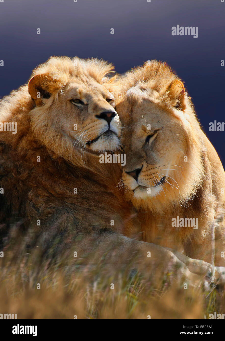 Löwe (Panthera Leo), zwei smooching Löwen, Tansania, Serengeti Nationalpark Stockfoto
