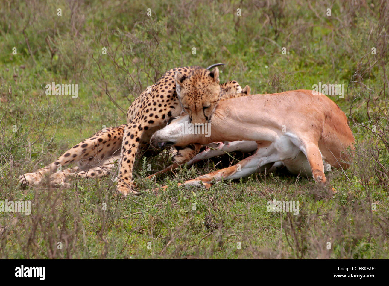 Gepard (Acinonyx Jubatus), mit Gefangenen Grant es Gazelle, Tansania, Serengeti Nationalpark Stockfoto