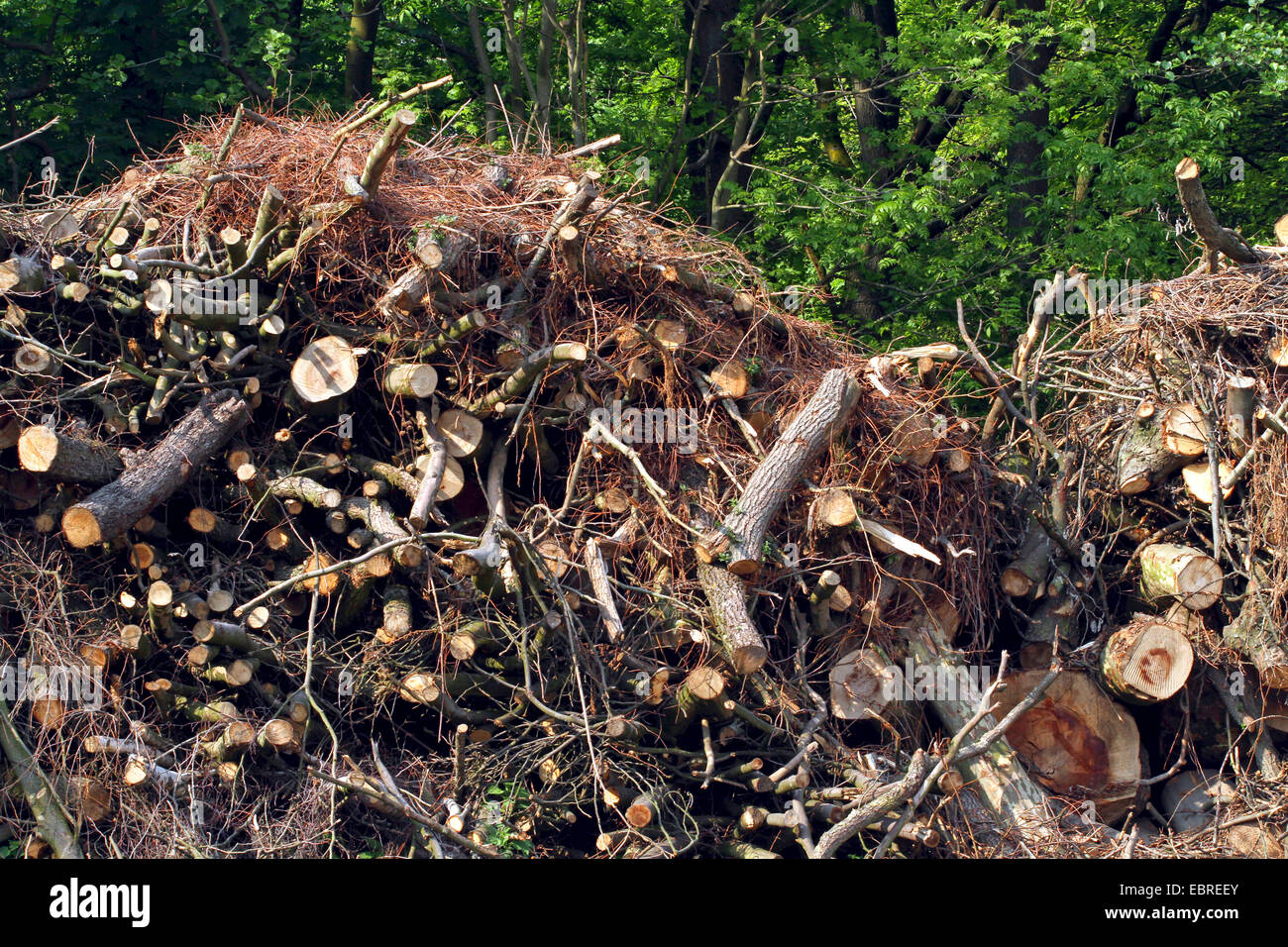 Äste und Stämme nach einer Lichtung im Wald, Deutschland Stockfoto