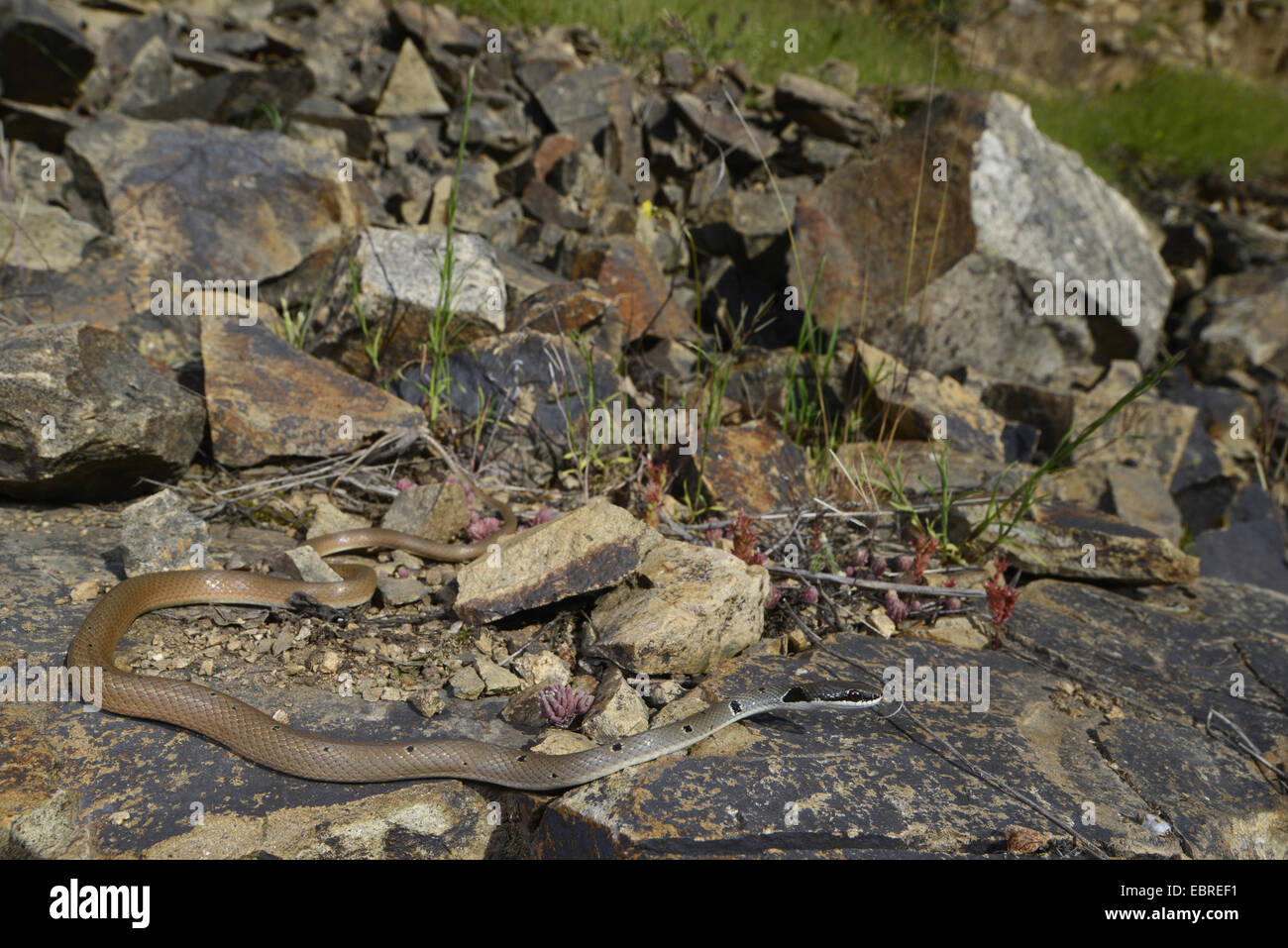 Rotflügel Zwerg Racer, Rote Peitsche Schlange (Platyceps Collaris, Coluber Rubriceps), Wicklung über Steinen, Bulgarien, Biosphaerenreservat Ropotamo Stockfoto