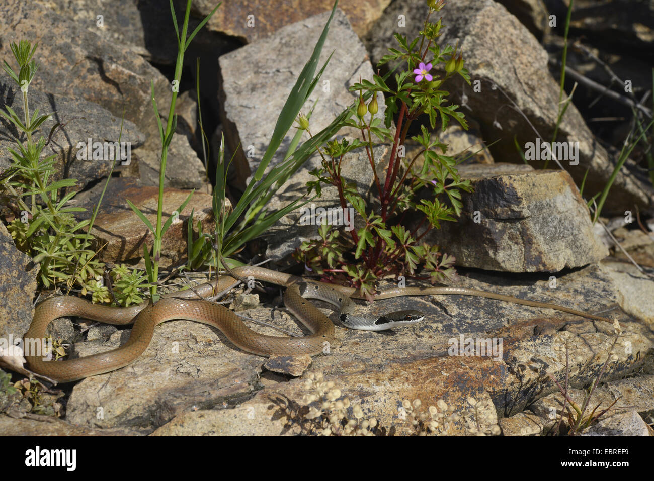 Rotflügel Zwerg Racer, Rote Peitsche Schlange (Platyceps Collaris, Coluber Rubriceps), Wicklung über Steinen, Bulgarien, Biosphaerenreservat Ropotamo Stockfoto