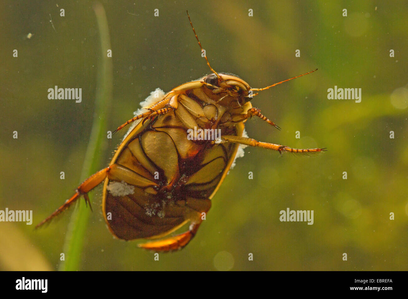 großen Diving Beetle (Gelbrandkäfer Marginalis), Weiblich, Schwimmen, von unten, Deutschland Stockfoto