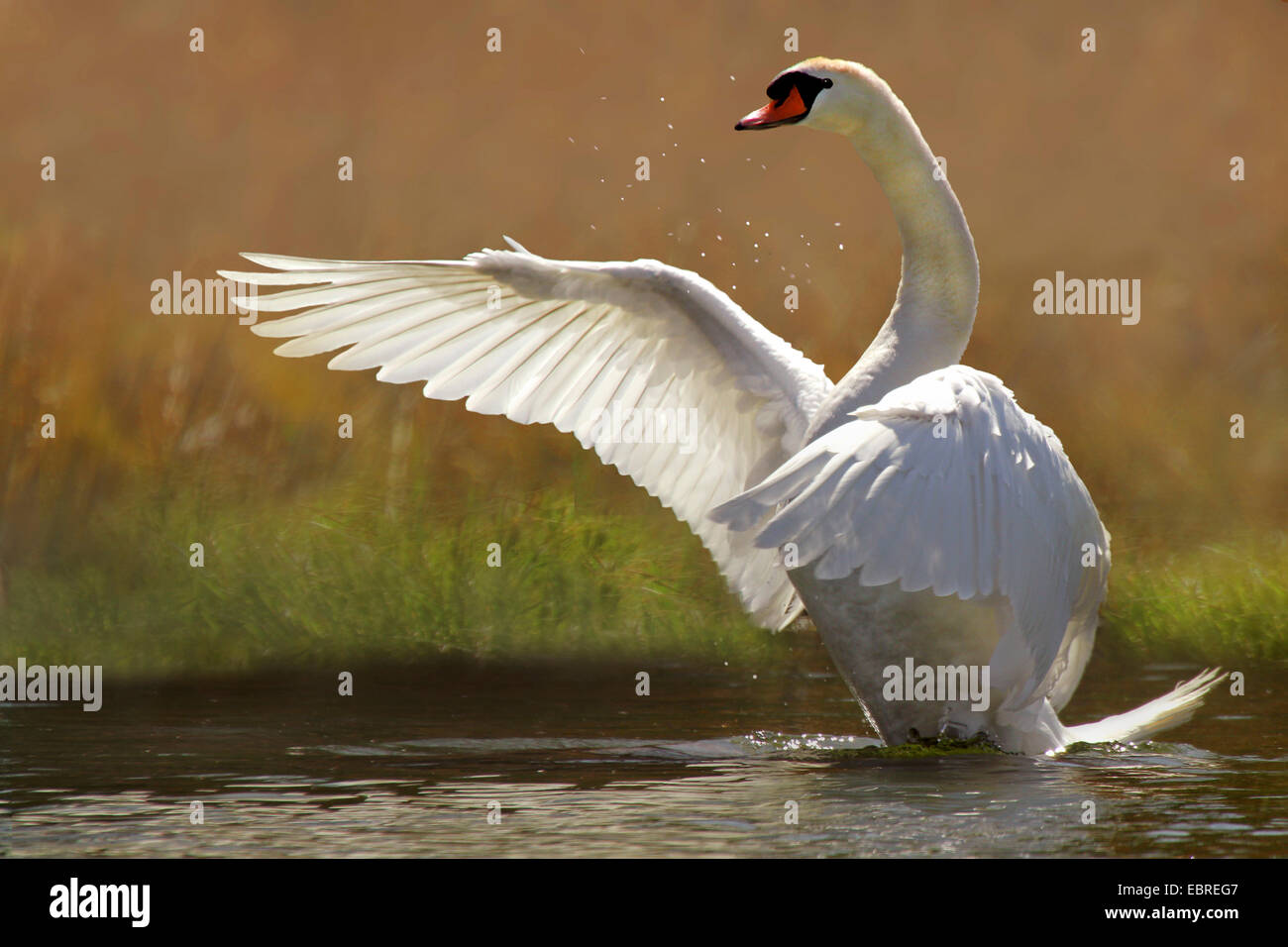 Höckerschwan (Cygnus Olor), mit Flügeln, Deutschland Stockfoto