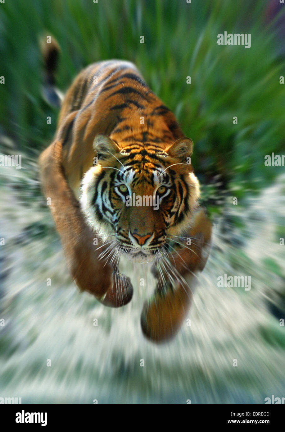 Bengal-Tiger (Panthera Tigris Tigris), ausgeführt durch Wasser Stockfoto