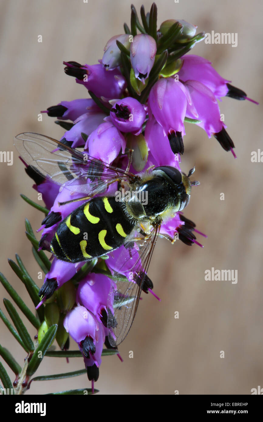 Kohl-Blattlaus schweben fliegen (Scaeva Pyrastri), Winter-Heide, Deutschland Stockfoto