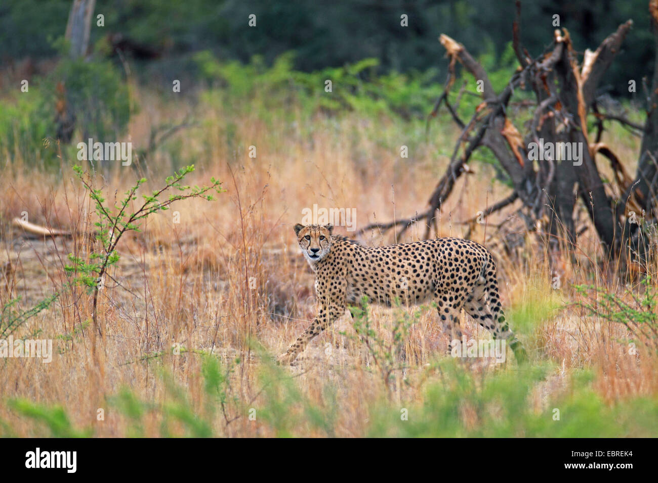 Gepard (Acinonyx Jubatus), zu Fuß in Grünland, Südafrika, North West Province, Pilanesberg Nationalpark Stockfoto