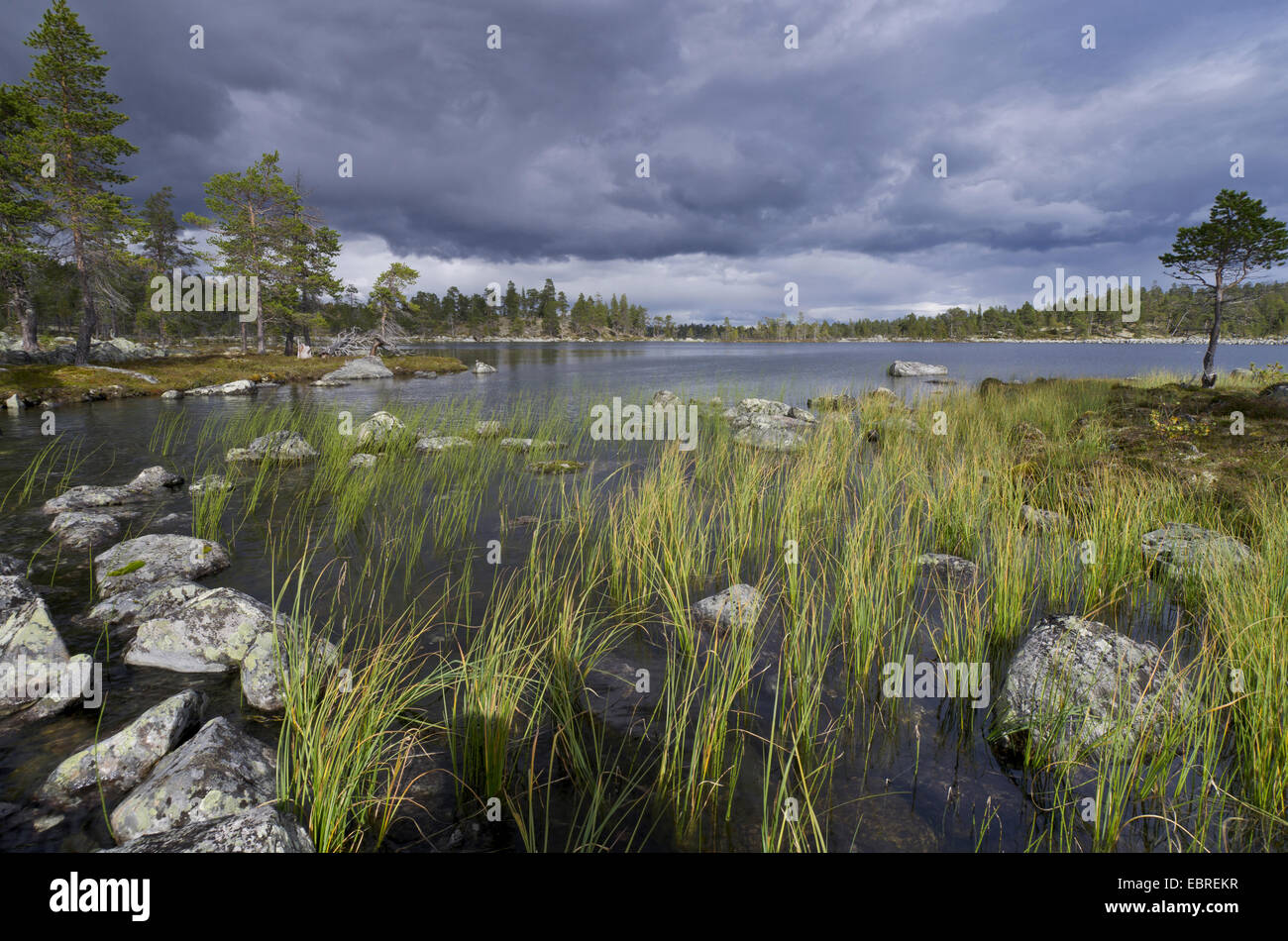 Ufer des Rogen See, Schweden, Haerjedalen, Naturreservat Rogen Stockfoto