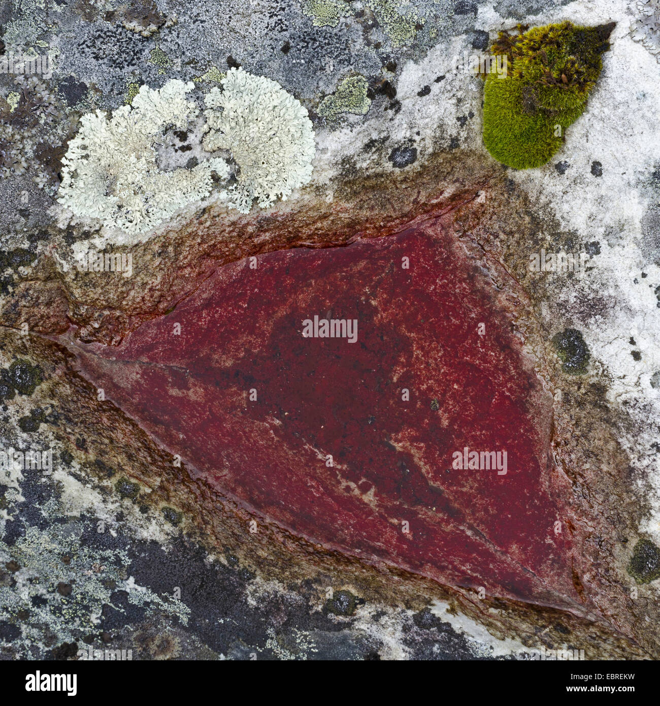 Moos und Pfütze auf Stein bedeckt mit Flechten, Schweden, Haerjedalen, Naturreservat Rogen Stockfoto