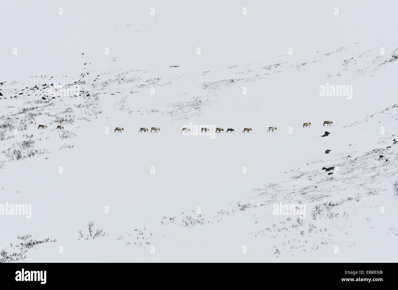 Europäische Rentier, Europäischen (Rangifer tarandus tarandus Caribou), Gruppe im verschneiten Stuor Reaiddßvßggi Tal, Schweden, Lappland, Norrbotten, Kebnekaisefjaell Stockfoto