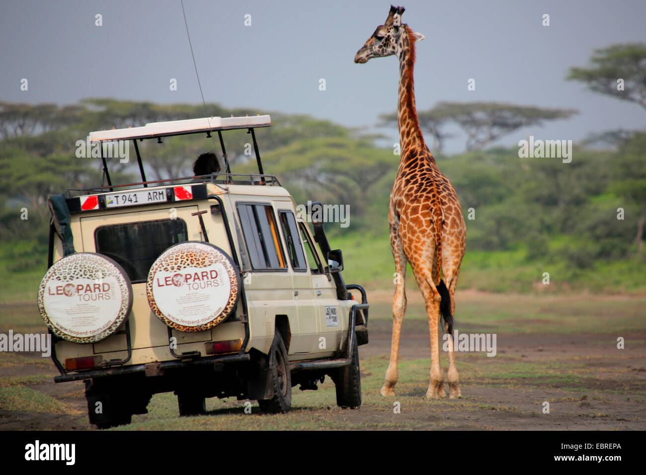 Masai-Giraffe (Giraffa Plancius Tippelskirchi), Giraffe neben einer Safari Jeep, Tansania, Serengeti National Park Stockfoto