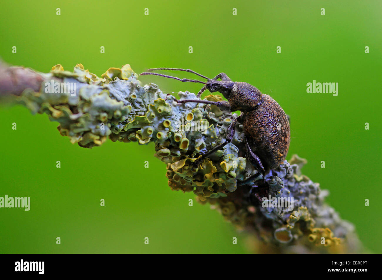 Cine Rüsselkäfer, schwarzer Dickmaulrüssler, Europäische Dickmaulrüssler (Otiorhynchus Sulcatus, Brachyrhinus Sulcatus), auf einem Zweig mit Flechten, Deutschland Stockfoto