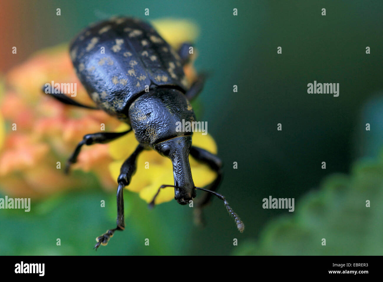 Liparus Glabrirostris (Liparus Glabrirostris), auf einer Blume