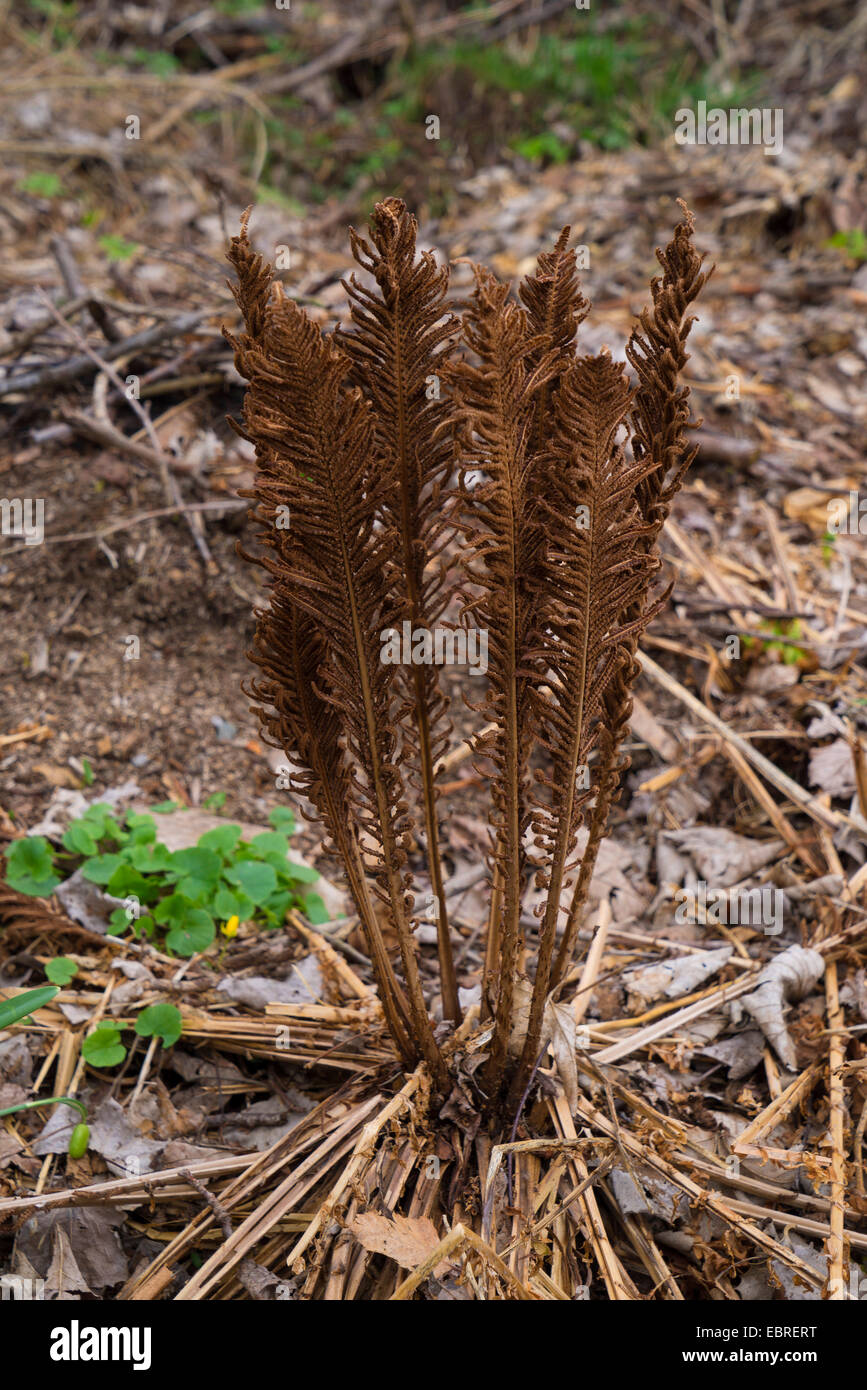 Europische Strau Farn, Strau Farn (Matteuccia Struthiopteris), trocknen  Sporophylls, Oberbayern, Oberbayern, Bayern, Deutschland Stockfotografie -  Alamy
