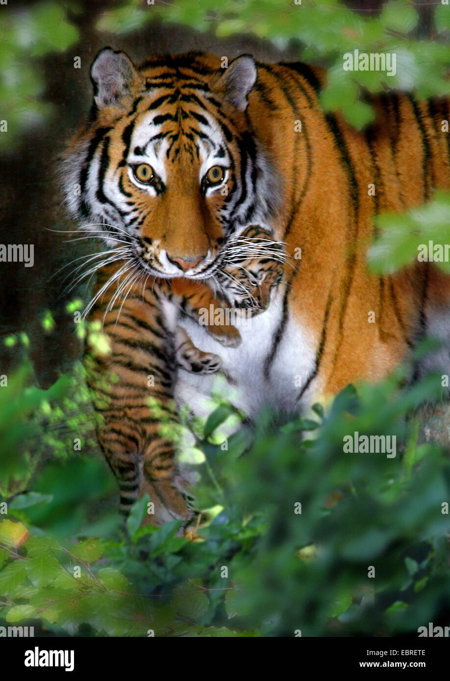 Tiger (Panthera Tigris), Mutter eine tierische Baby durch das Gebüsch zu tragen Stockfoto