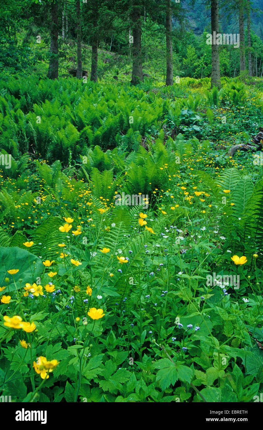 blühenden Butterblumen und Farne im Frühlingswald, Italien, Südtirol, Dolomiten Stockfoto
