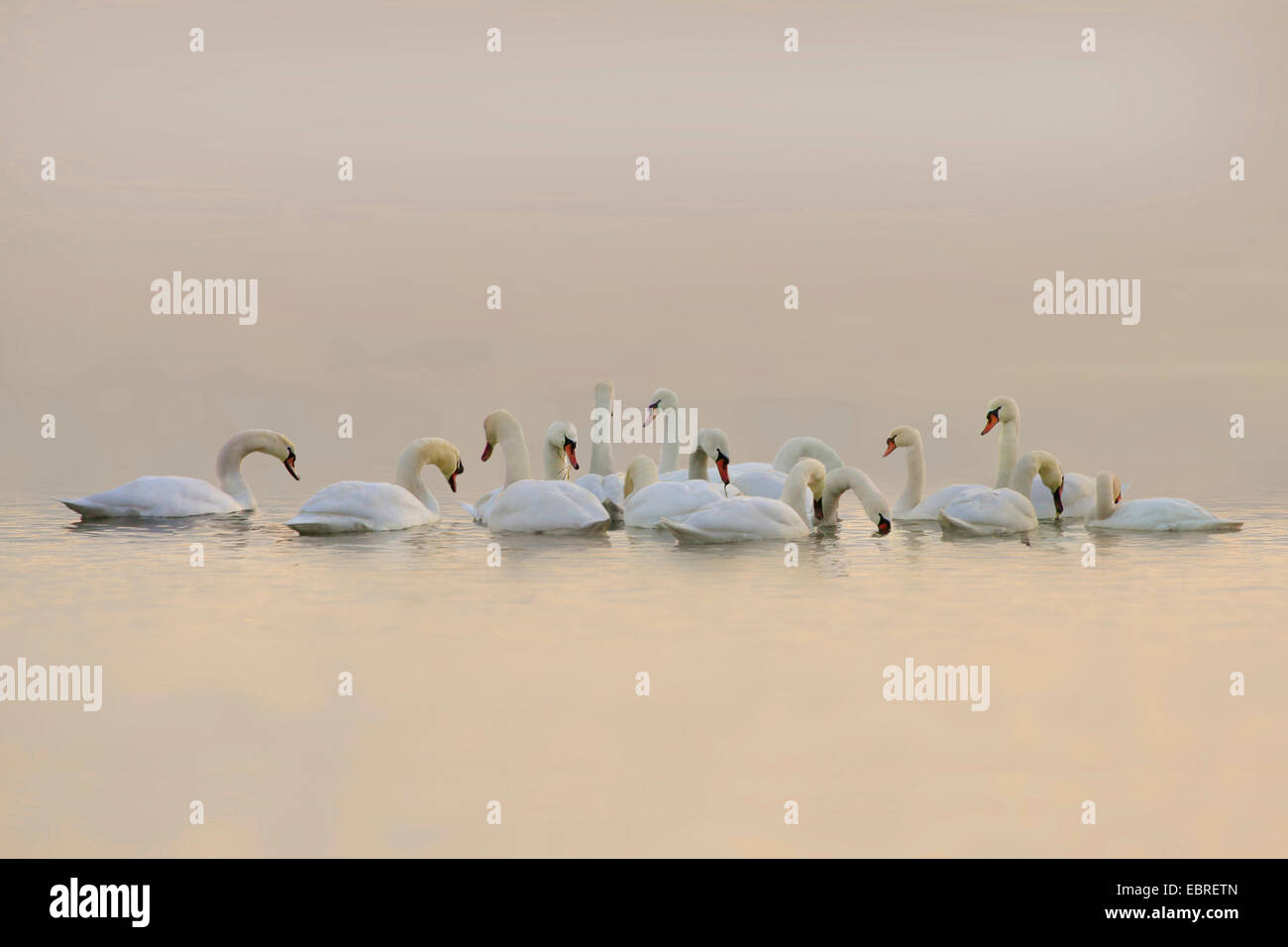 Höckerschwan (Cygnus Olor), Gruppe an einem See im Abendlicht, Deutschland Stockfoto