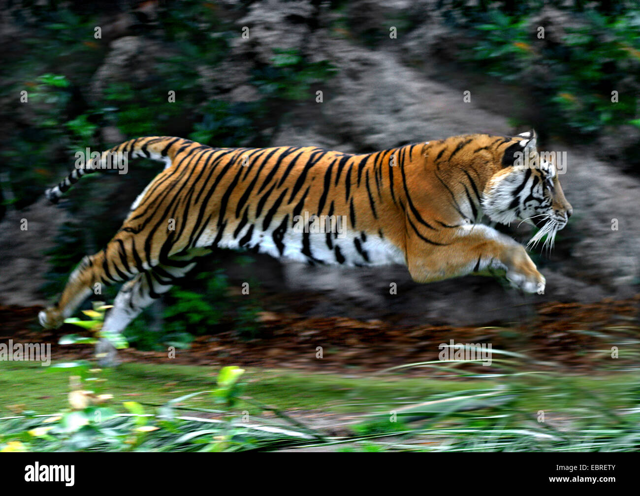 Tiger (Panthera Tigris), seitliche springen, Aktion Stockfoto