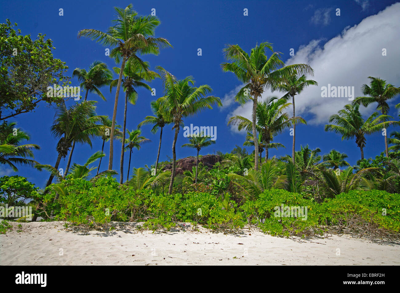 Strand der Baie Lazare, Seychellen, Mahe Stockfoto