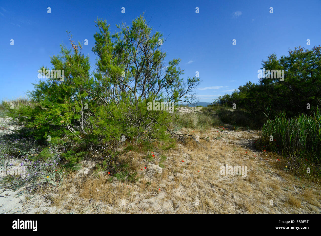 Sträucher an den Dünen von Korsika, Frankreich, Korsika, Portigliolo Stockfoto