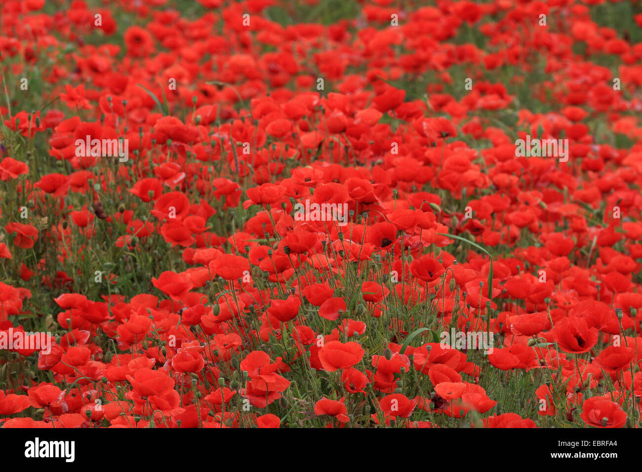 Gemeinsamen Mohn, Klatschmohn, roter Mohn (Papaver Rhoeas), Mohnfeld, Ungarn Stockfoto