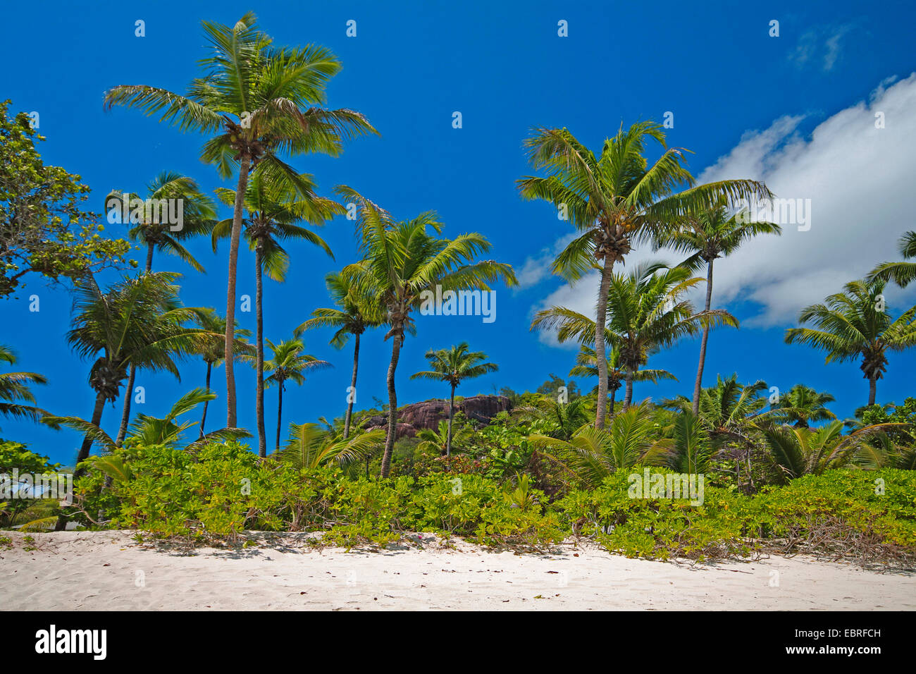 Palmen am Strand der Baie Lazare auf der Hauptinsel der Seychellen, Seychellen, Mahe Stockfoto