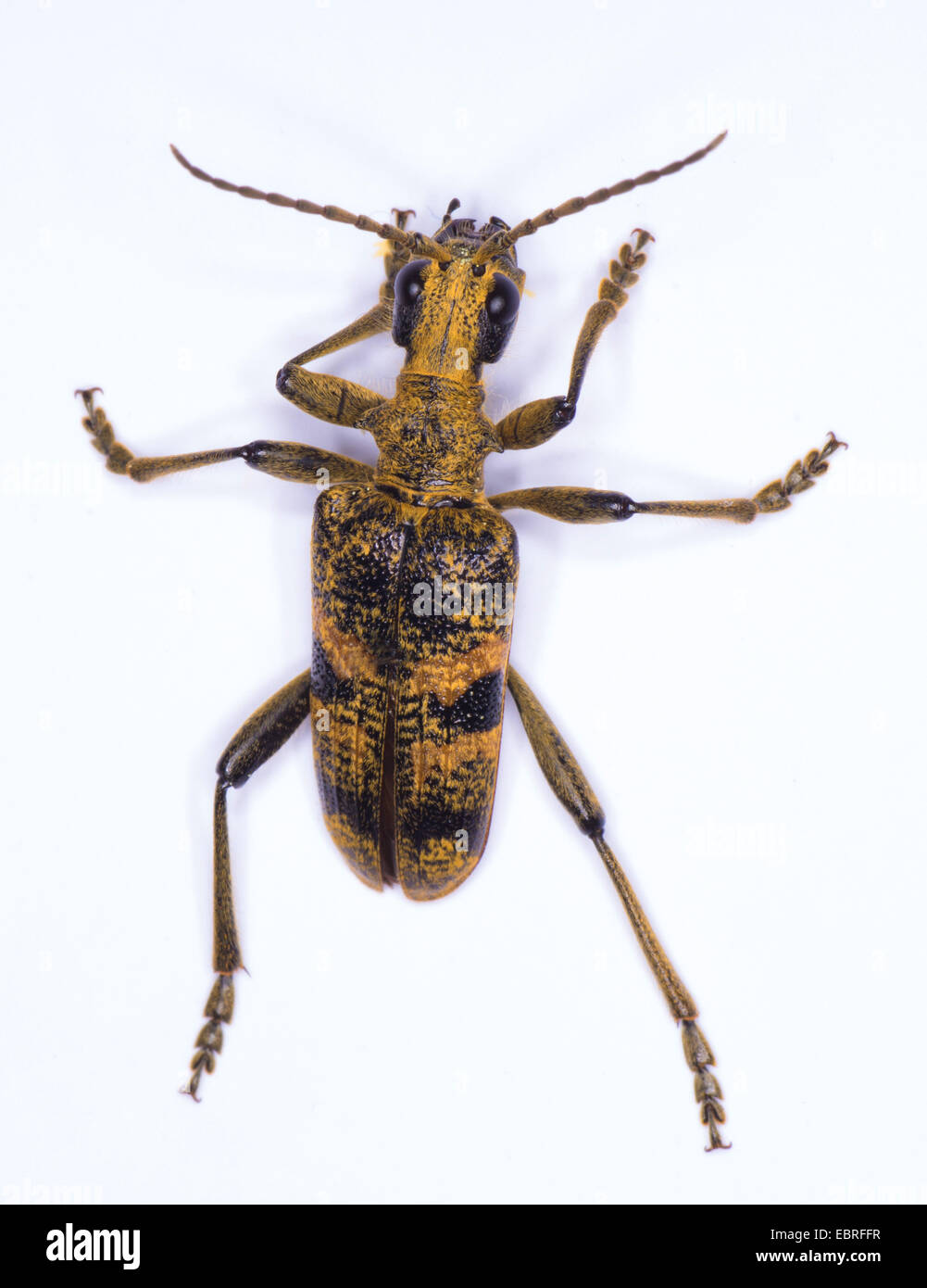 Blackspotted Zange zu unterstützen, Käfer, Eiche Longhorn Beetle (Rhagium Mordax), Draufsicht, Oberbayern, Oberbayern, Bayern, Deutschland Stockfoto