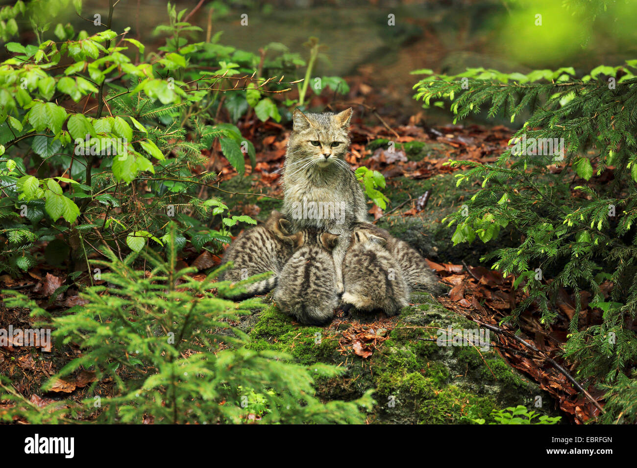 Europäische Wildkatze, Wald Wildkatze (Felis Silvestris Silvestris), Katze sitzt auf den Waldboden und Spanferkel seine Jungtiere, Deutschland, Bayern, Nationalpark Bayerischer Wald Stockfoto